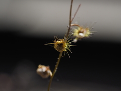 Drosera myriantha
