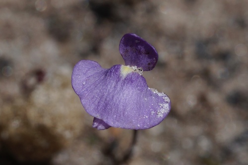 Utricularia simplex R.Br.