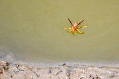 Polistes arizonensis