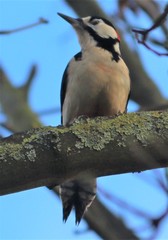 Dendrocopos major
