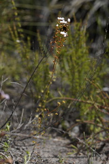 Drosera myriantha