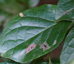 Adoxophyes privatana