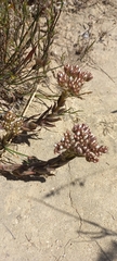 Crassula scabra