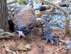 Heloderma horridum