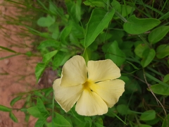 Thunbergia atriplicifolia