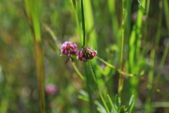 Trifolium bifidum decipiens