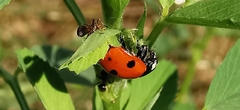 Coccinella septempunctata
