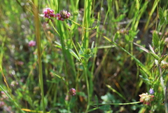 Trifolium bifidum decipiens