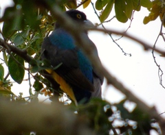 Trogon citreolus