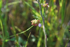 Trifolium bifidum decipiens