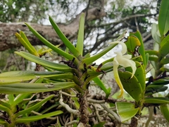 Cyrtorchis