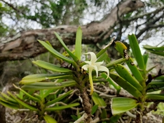 Cyrtorchis
