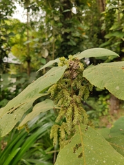 Gomphostemma parviflorum