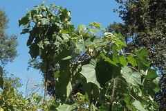 Roldana angulifolia