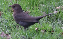 Turdus merula