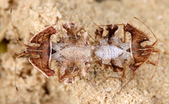 Pephricus