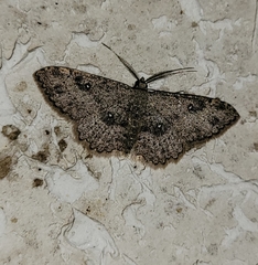 Cyclophora nanaria