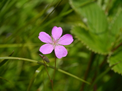 Geranium collinum