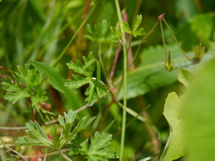 Geranium collinum