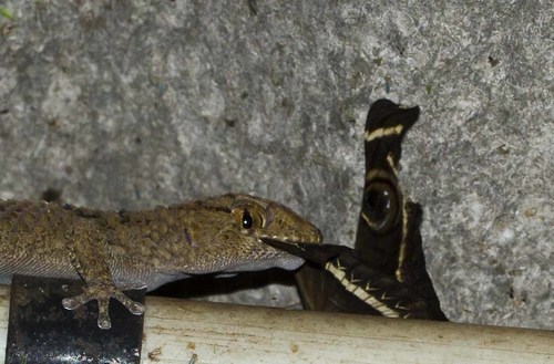 Button-scaled Gecko, Chondrodactylus laevigatus