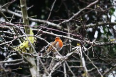 Erithacus rubecula