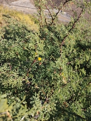 Vachellia pacensis