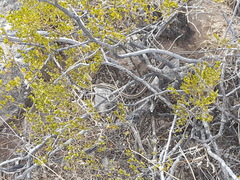 Salvadora deserticola
