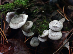 Entoloma albogriseum