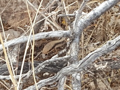 Salvadora deserticola