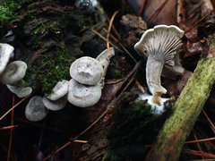 Entoloma albogriseum