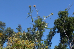Cirsium tolucanum