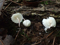 Cystolepiota seminuda