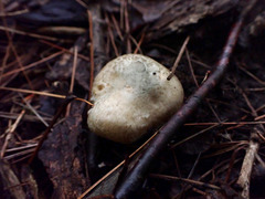 Inocybe dulciolens
