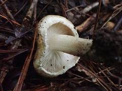 Inocybe dulciolens