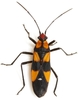 Six-spotted Milkweed Bug - Photo (c) Mike Quinn, Austin, TX, some rights reserved (CC BY-NC), uploaded by Mike Quinn, Austin, TX