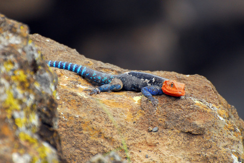 Kenyan Rock Agama