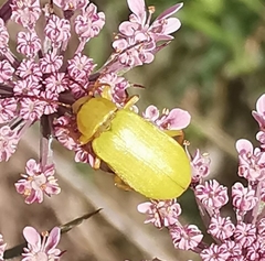 Cteniopus sulphureus