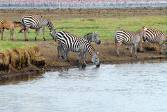 Equus quagga boehmi