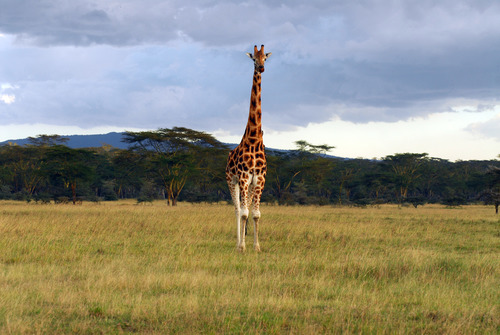 Giraffe