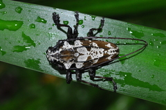 Steirastoma marmoratum