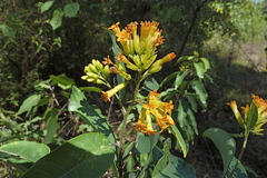 Cestrum thyrsoideum