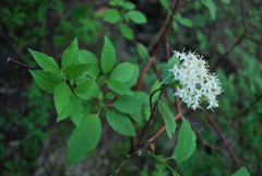 Cornus sericea occidentalis