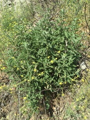Phacelia cicutaria hispida