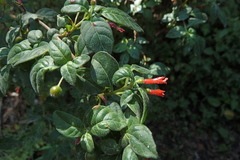 Fuchsia parviflora