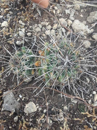 Coryphantha georgii