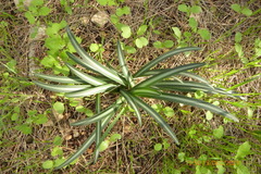 Vagaria parviflora