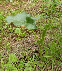 Arum palaestinum