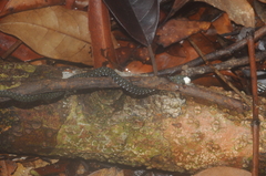 Hebius flavifrons