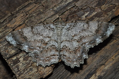 Geometridae