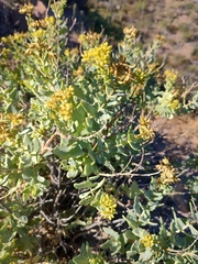 Coulterella capitata